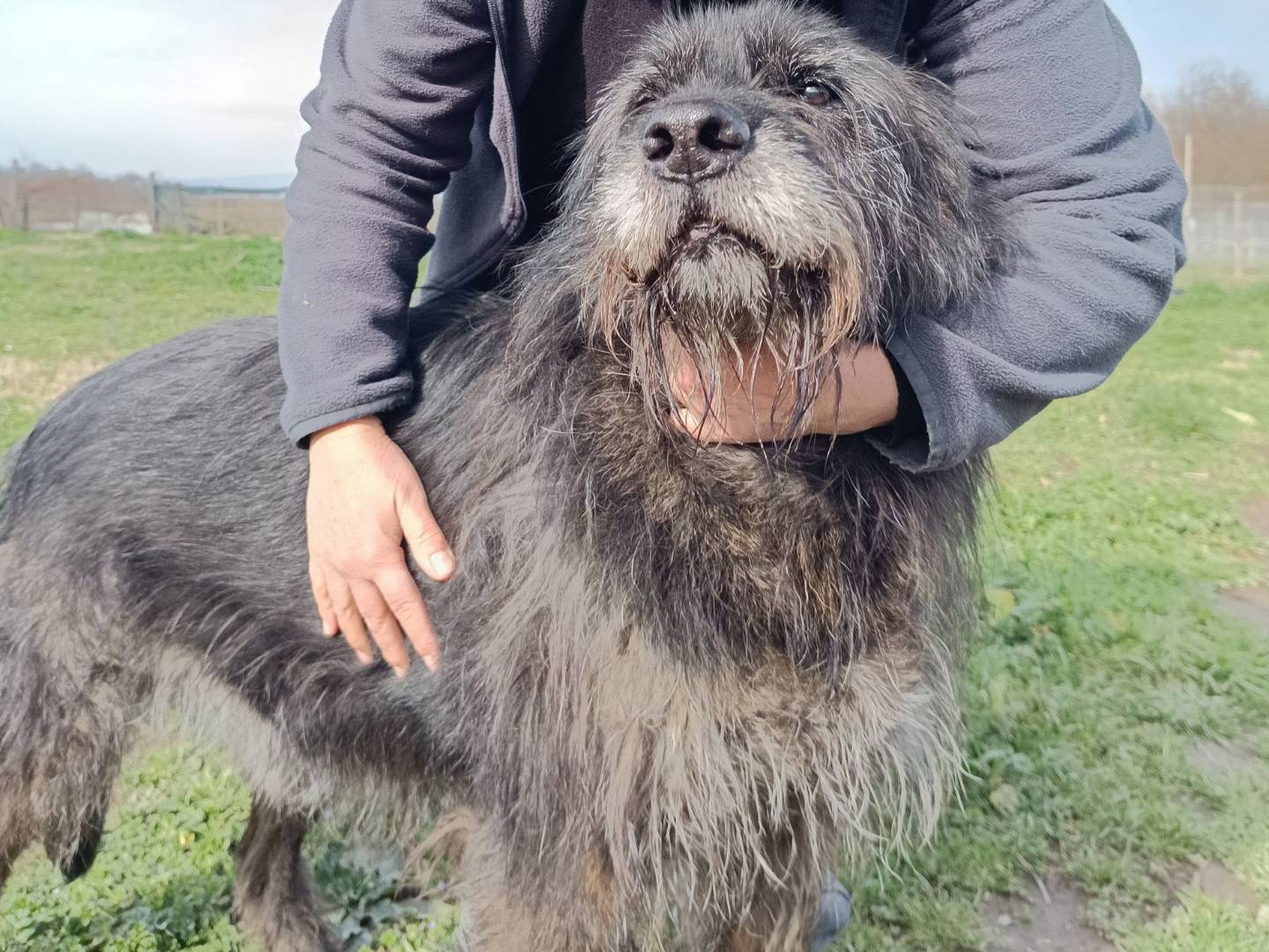 Adotta un cane, maschio, 5 anni e 4 mesi, Viterbo