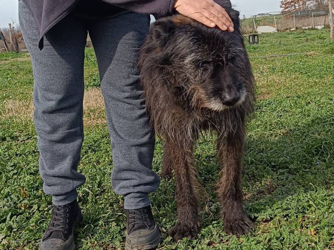 Adotta un cane, taglia grande, maschio, Viterbo