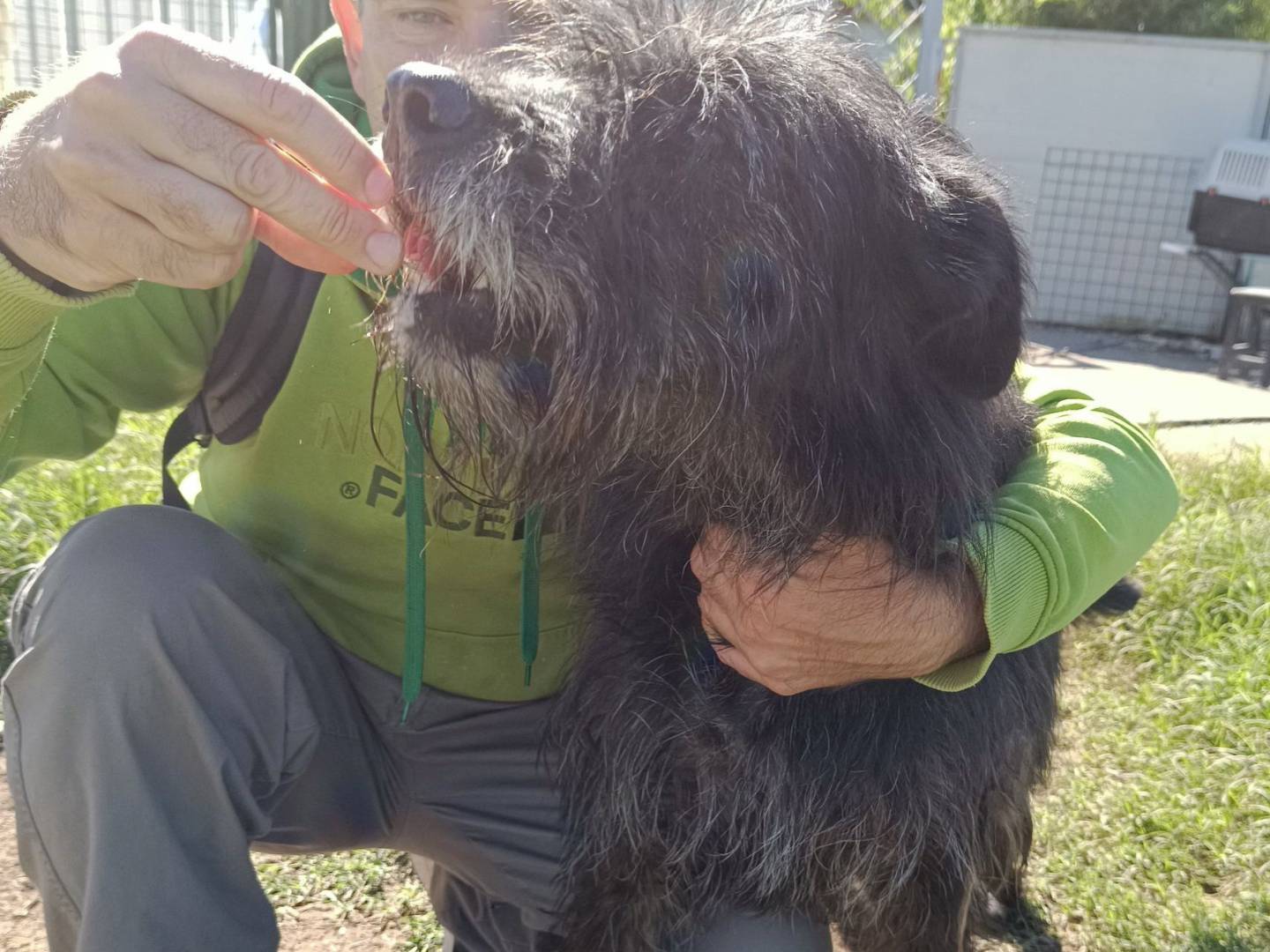 Vuoi adottare un cane a Viterbo?