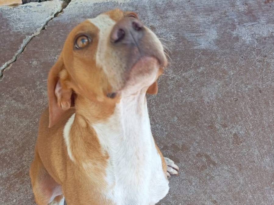 Adotta un cane, maschio, 3 anni e 4 mesi, Viterbo