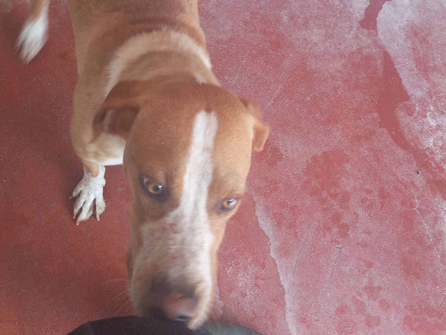 Adotta un cane, taglia media contenuta, maschio, Viterbo