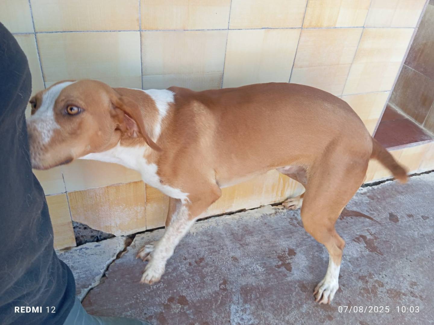 Vuoi adottare un cane a Viterbo?