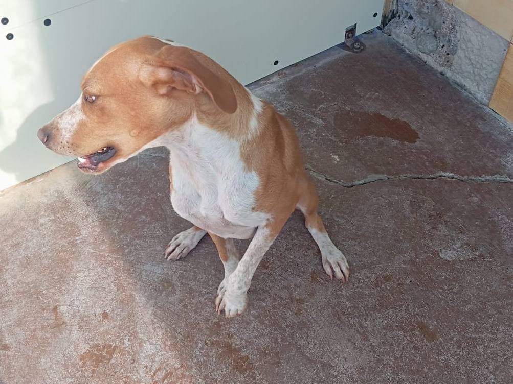 Adotta il cane Leo a Viterbo