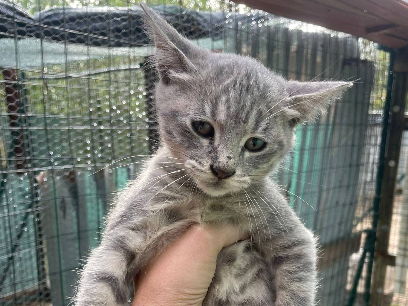 Adozione gatto, maschio, Razza sconosciuta Razza sconosciuta, 3 mesi, taglia non valida, Frosinone