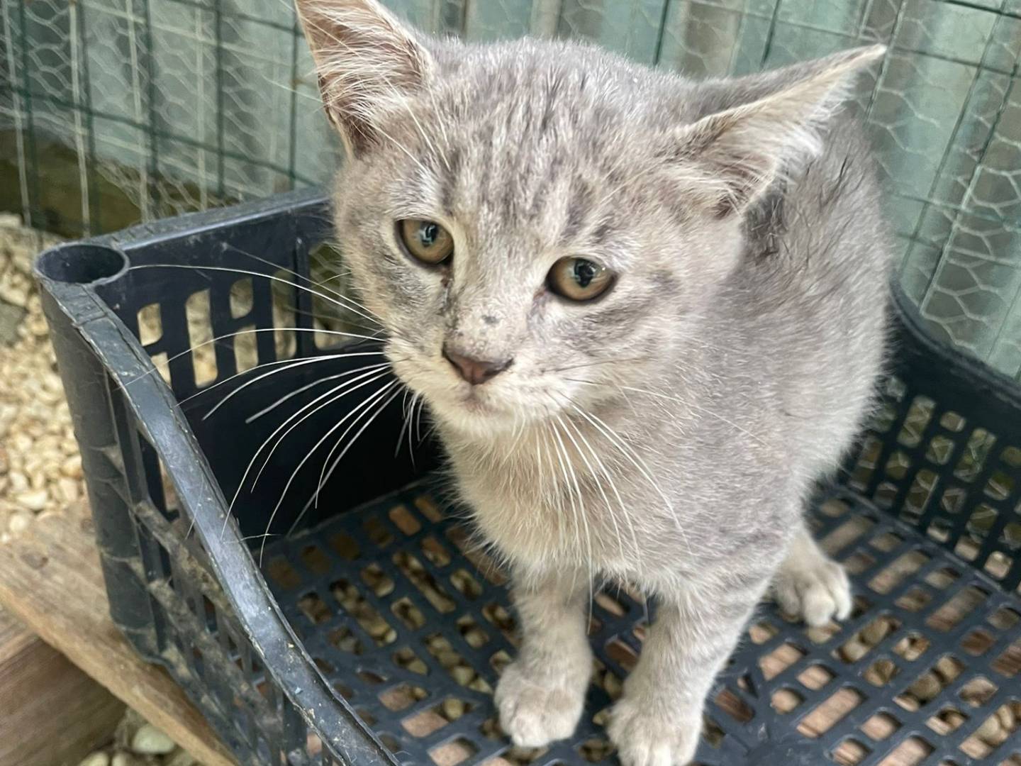 Adotta un gatto, maschio, 3 mesi, Frosinone