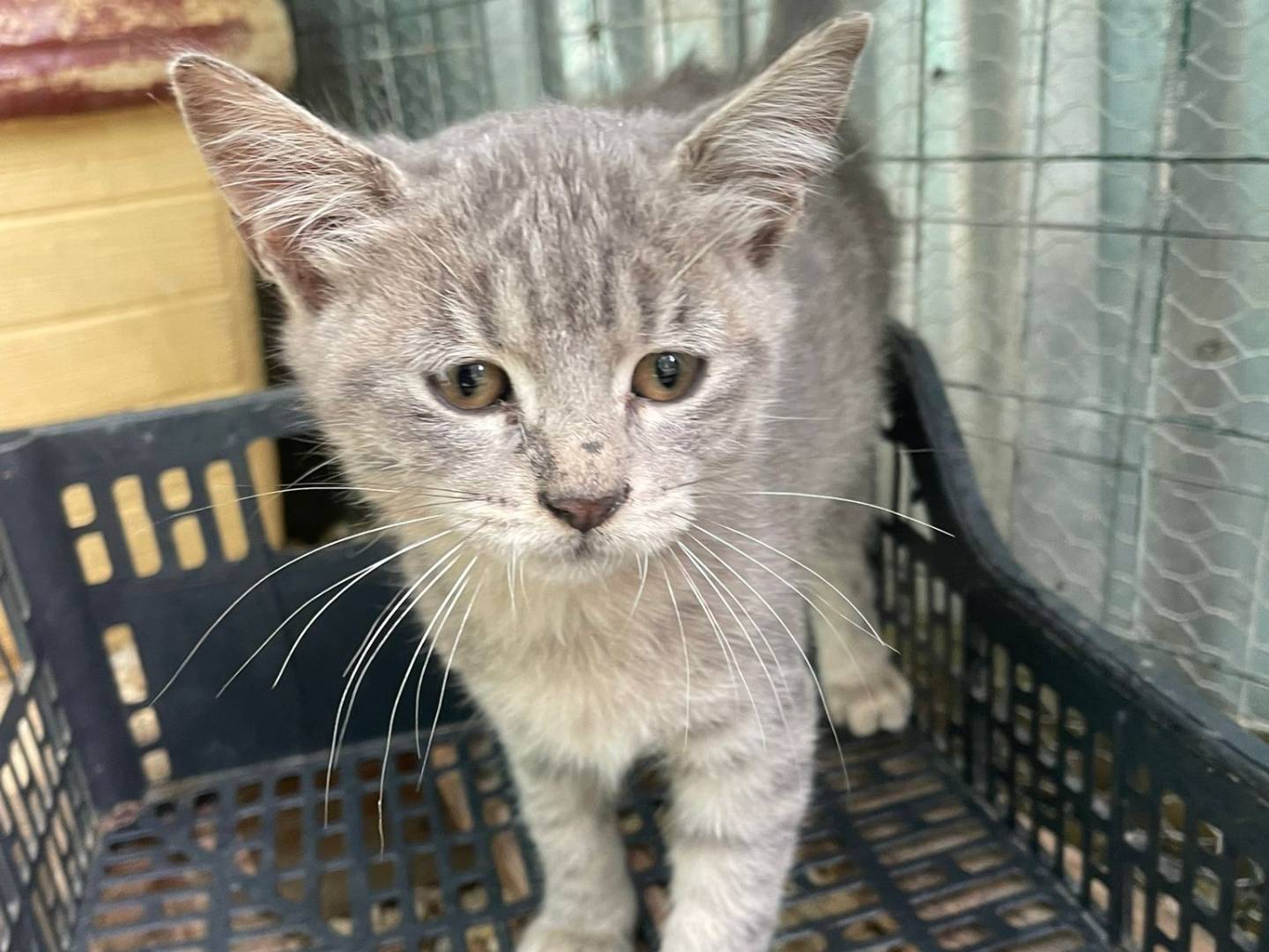 Adotta un gatto, taglia non valida, maschio, Frosinone