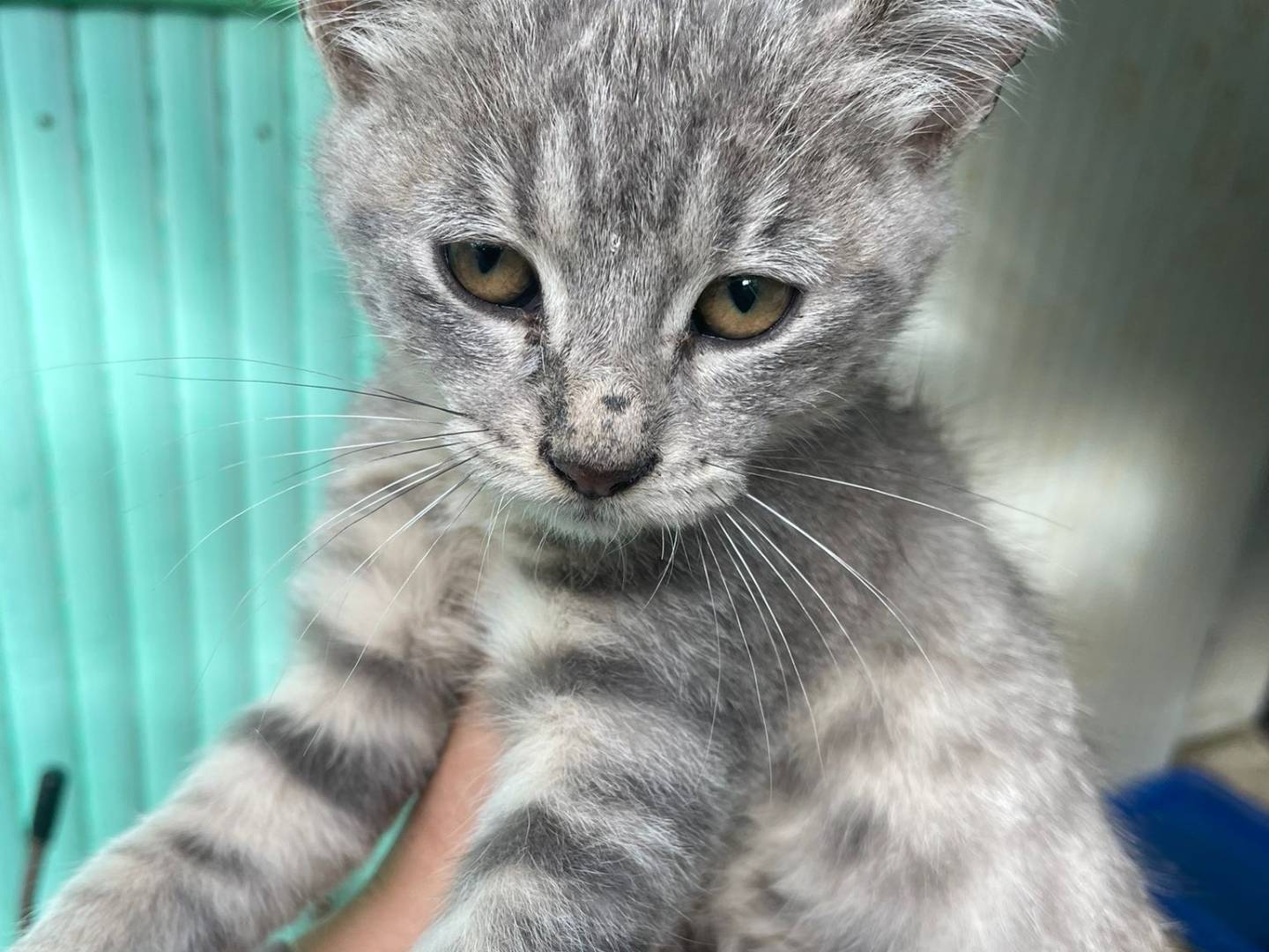 Vuoi adottare un gatto a Frosinone?