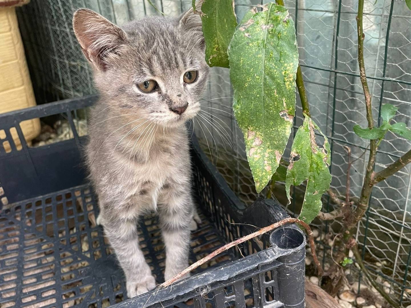 Adotta il gatto TIGRO a Frosinone