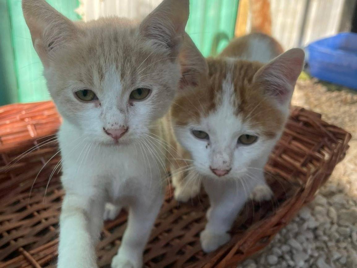 Adozione gatto, femmina, Razza sconosciuta Razza sconosciuta, 2 mesi, taglia non valida, Frosinone