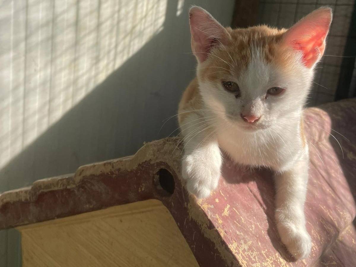 Adotta un gatto, taglia non valida, femmina, Frosinone