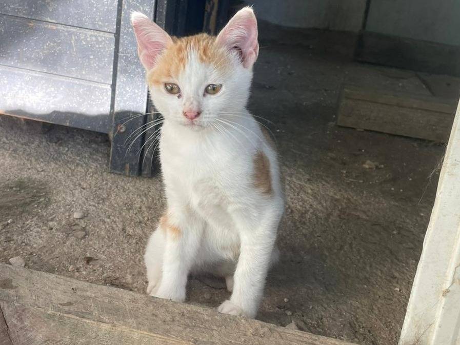 Vuoi adottare un gatto a Frosinone?