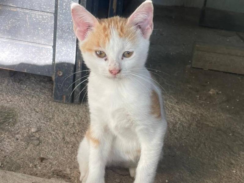 Adotta il gatto PIMPI E POOH a Frosinone