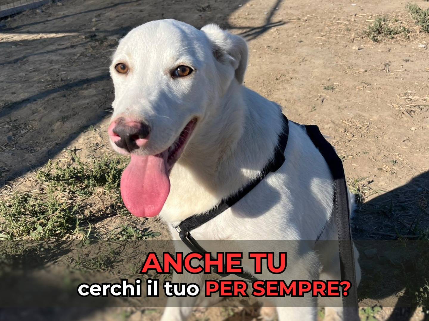 Adozione cane, maschio, Razza sconosciuta Razza sconosciuta, 6 mesi, taglia media, Barletta