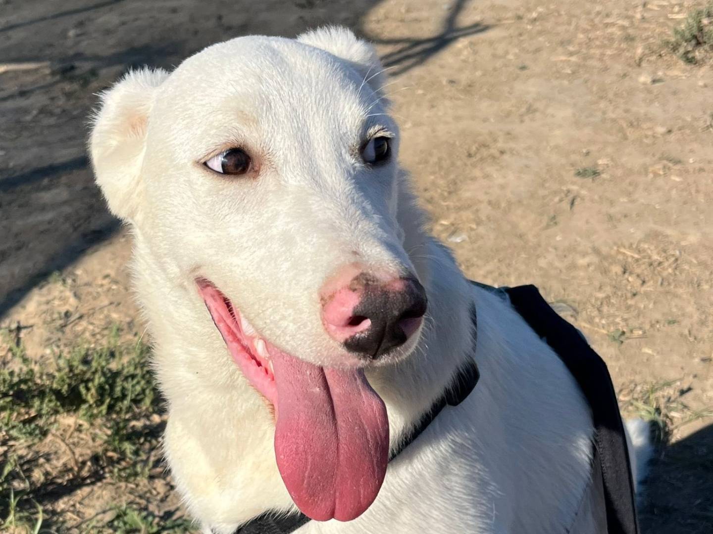 Adotta un cane, taglia media, maschio, Barletta