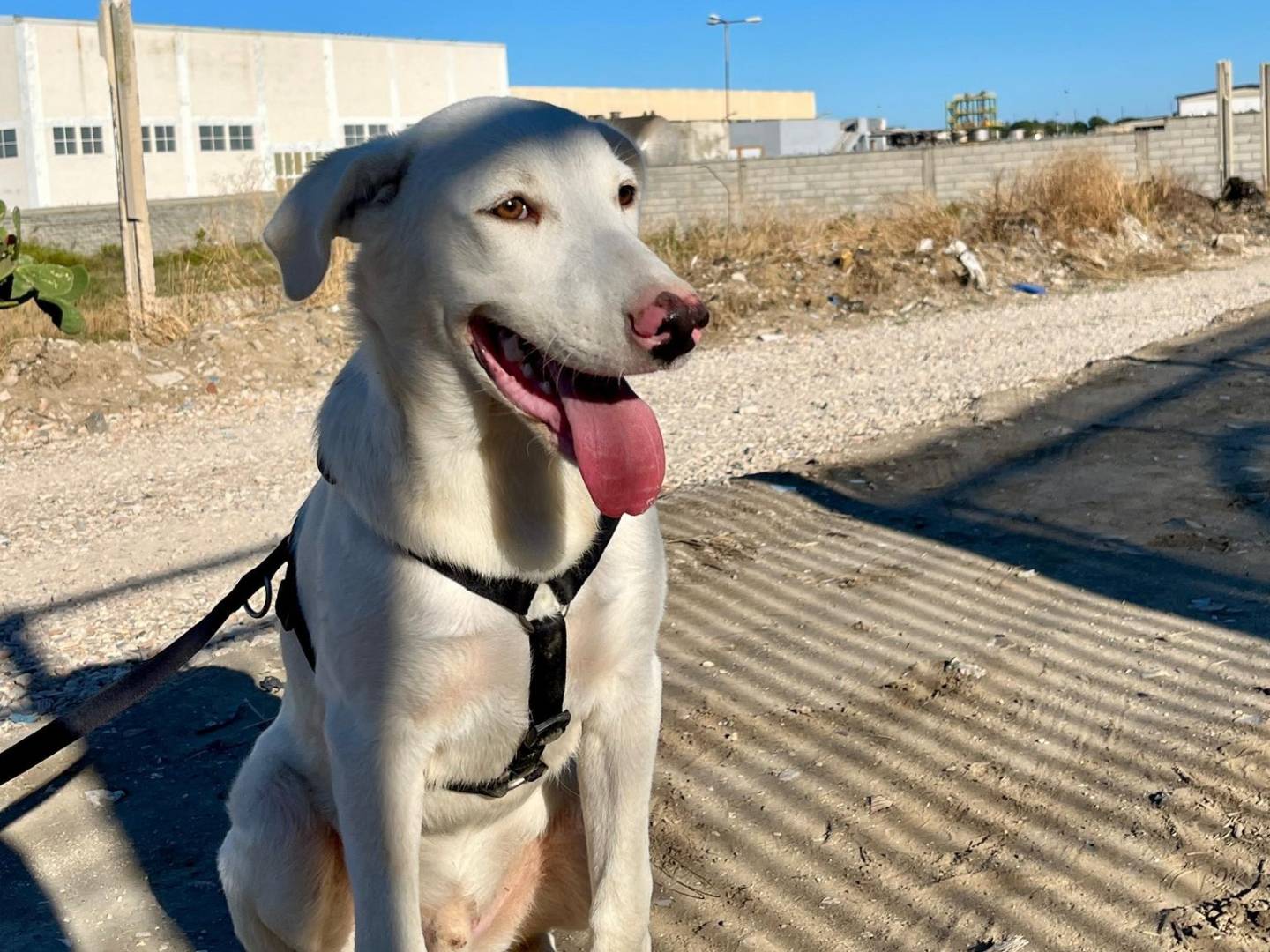 Vuoi adottare un cane a Barletta?