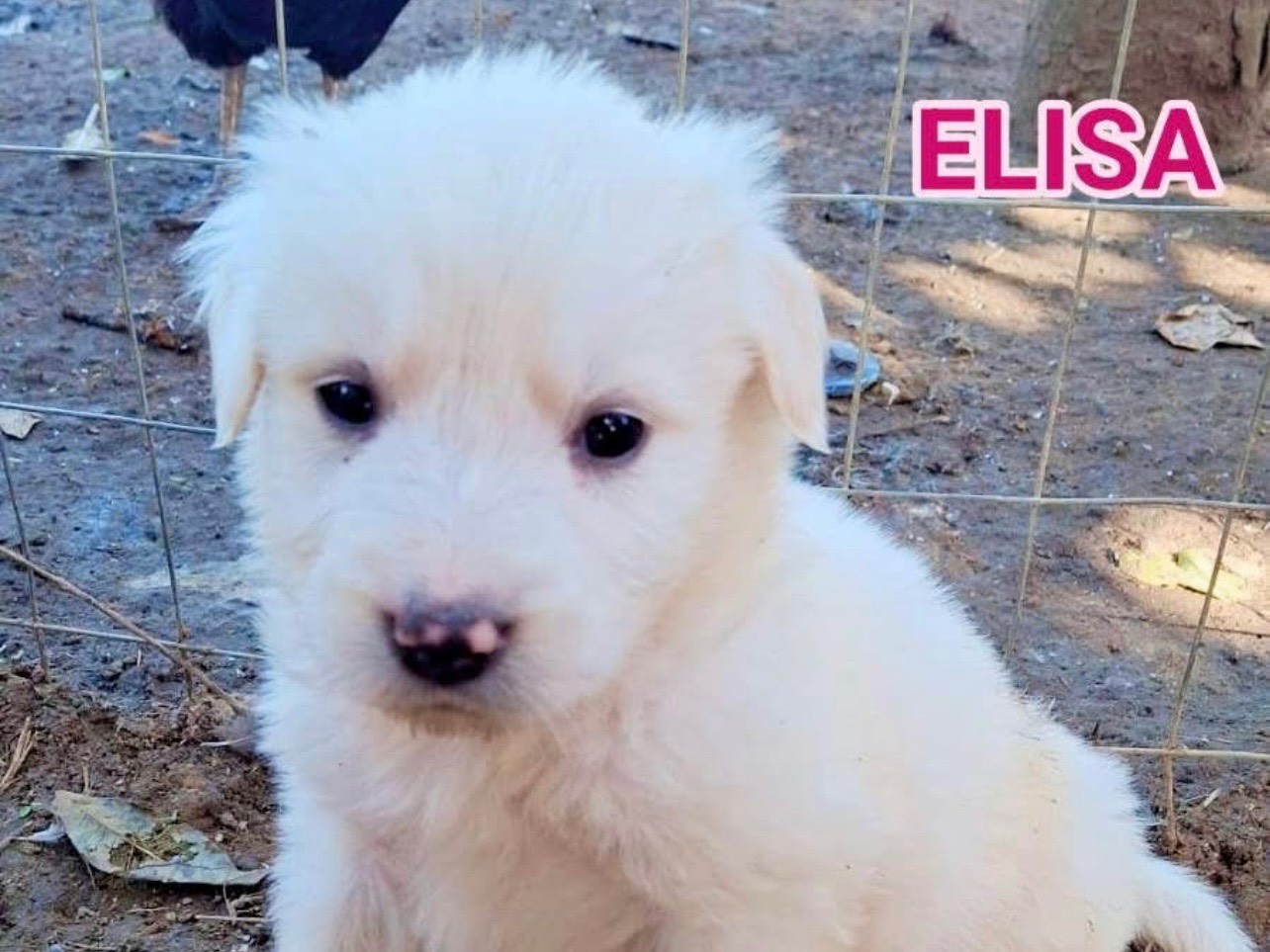 Adozione cane, femmina, Razza sconosciuta Razza sconosciuta, 1 mesi, taglia media, Cosenza