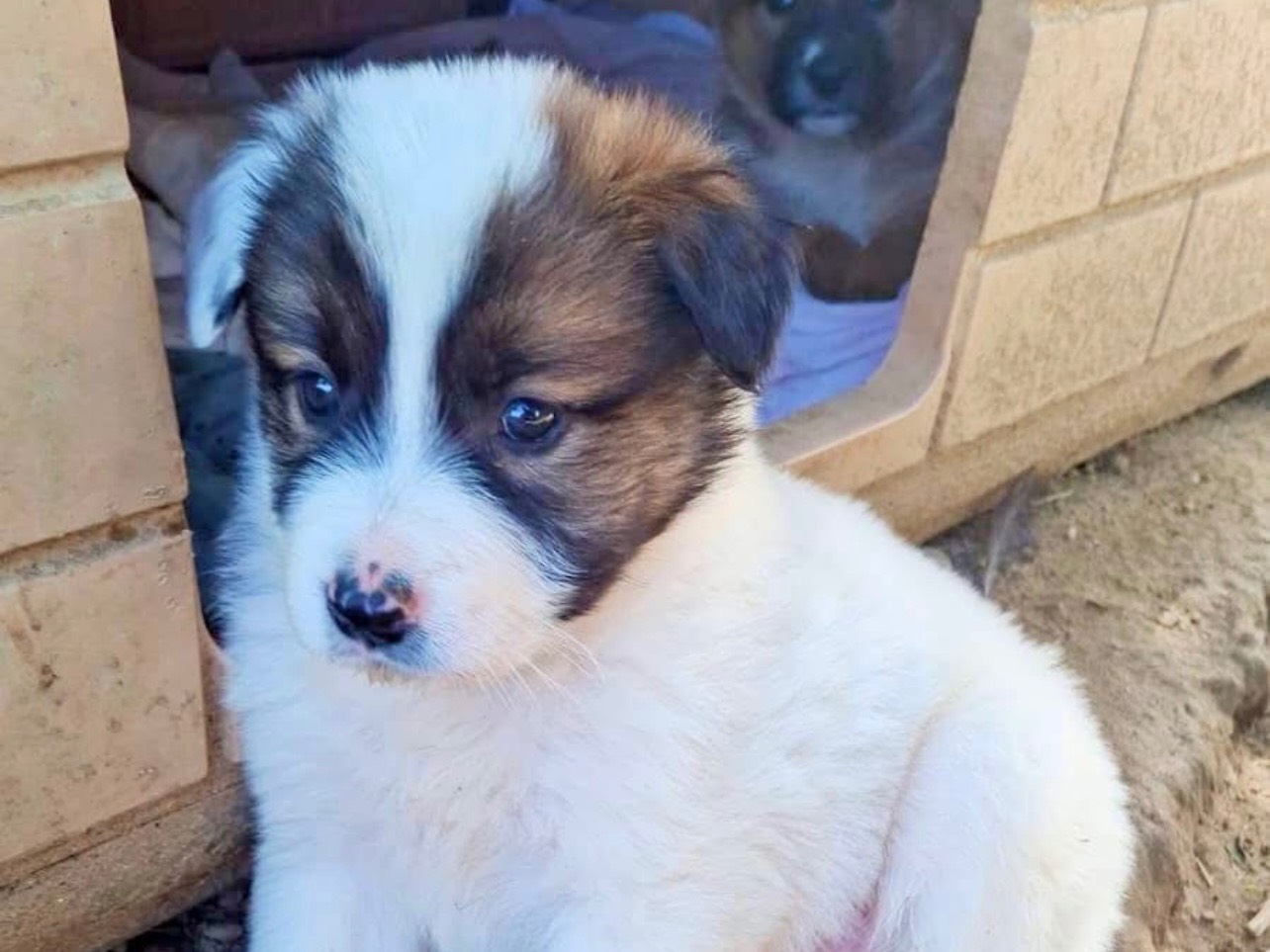 Adozione cane, maschio, Razza sconosciuta Razza sconosciuta, 1 mesi, taglia media, Cosenza