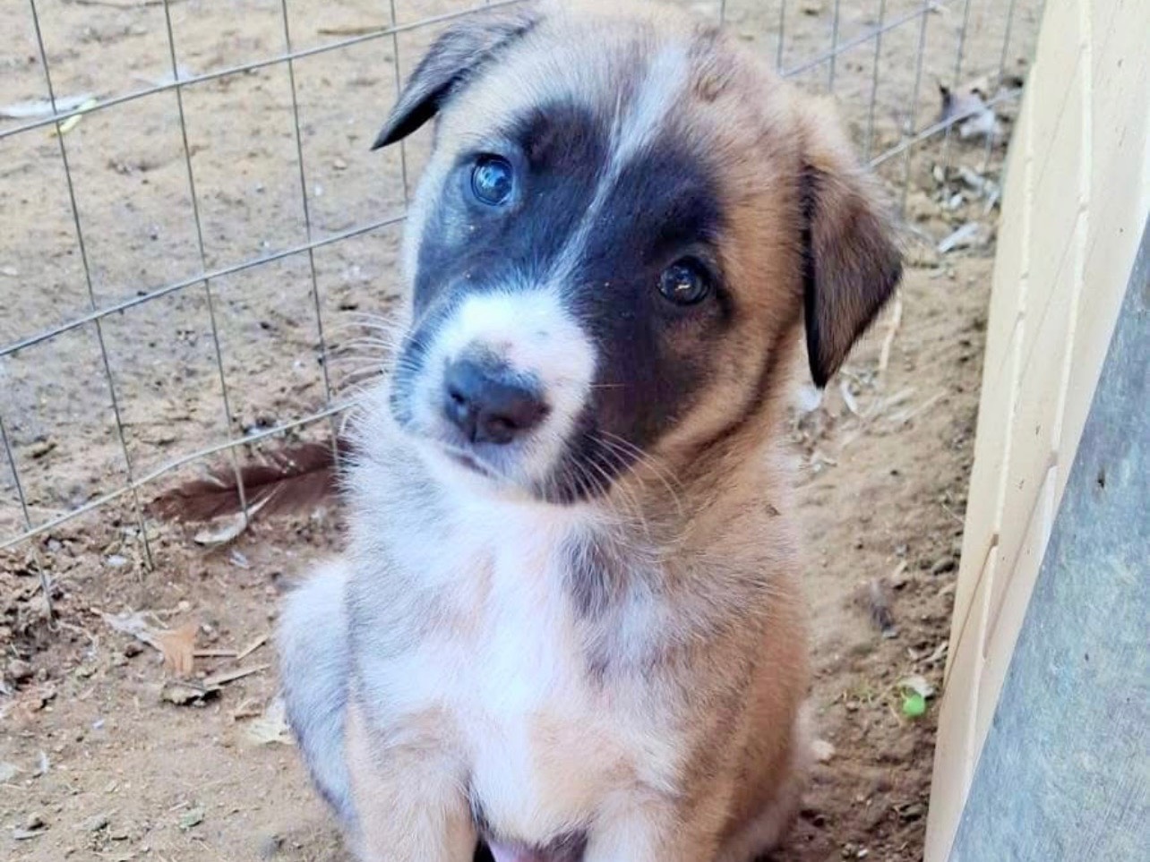 Adozione cane, maschio, Razza sconosciuta Razza sconosciuta, 1 mesi, taglia media, Cosenza
