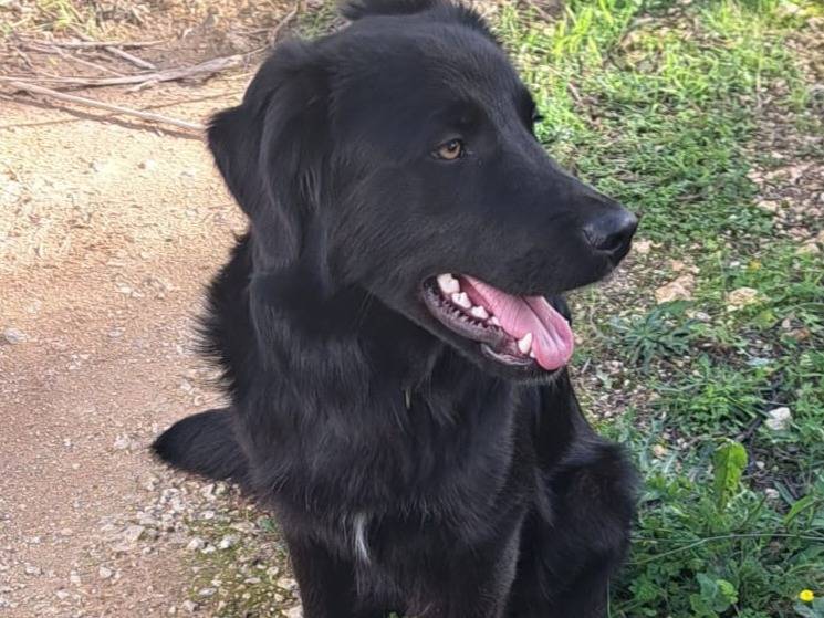 Adozione cane, maschio, Labrador Retriever Border Collie, 7 mesi, taglia media, Bologna