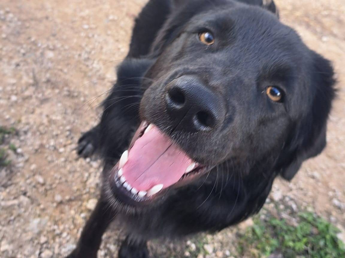 Adotta un cane, maschio, 7 mesi, Bologna