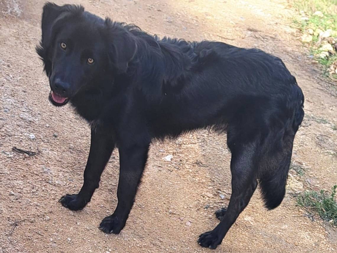 Adotta un cane, taglia media, maschio, Bologna