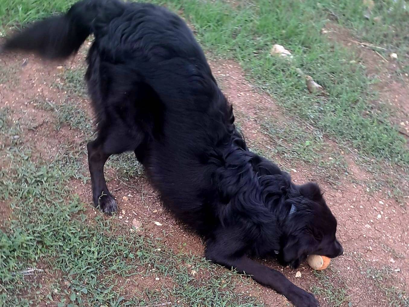 Vuoi adottare un cane a Bologna?