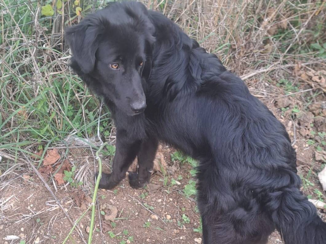 Adotta il cane LUCIO MIX LABRADOR BORDER a Bologna