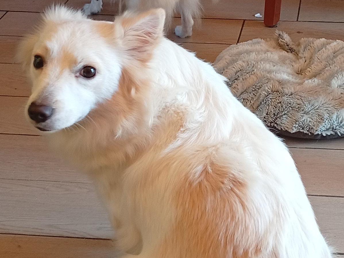 Adozione cane, femmina, Volpino di Pomerania Razza sconosciuta, 1 anno e 11 mesi, taglia piccola, Siracusa