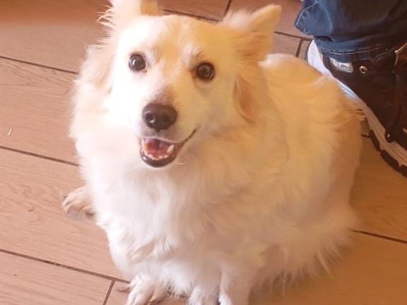 Adotta un cane, femmina, 1 anno e 11 mesi, Siracusa