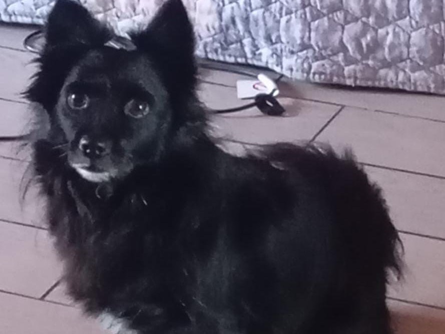 Adozione cane, maschio, Maltese Razza sconosciuta, 4 anni e 11 mesi, taglia piccola, Siracusa