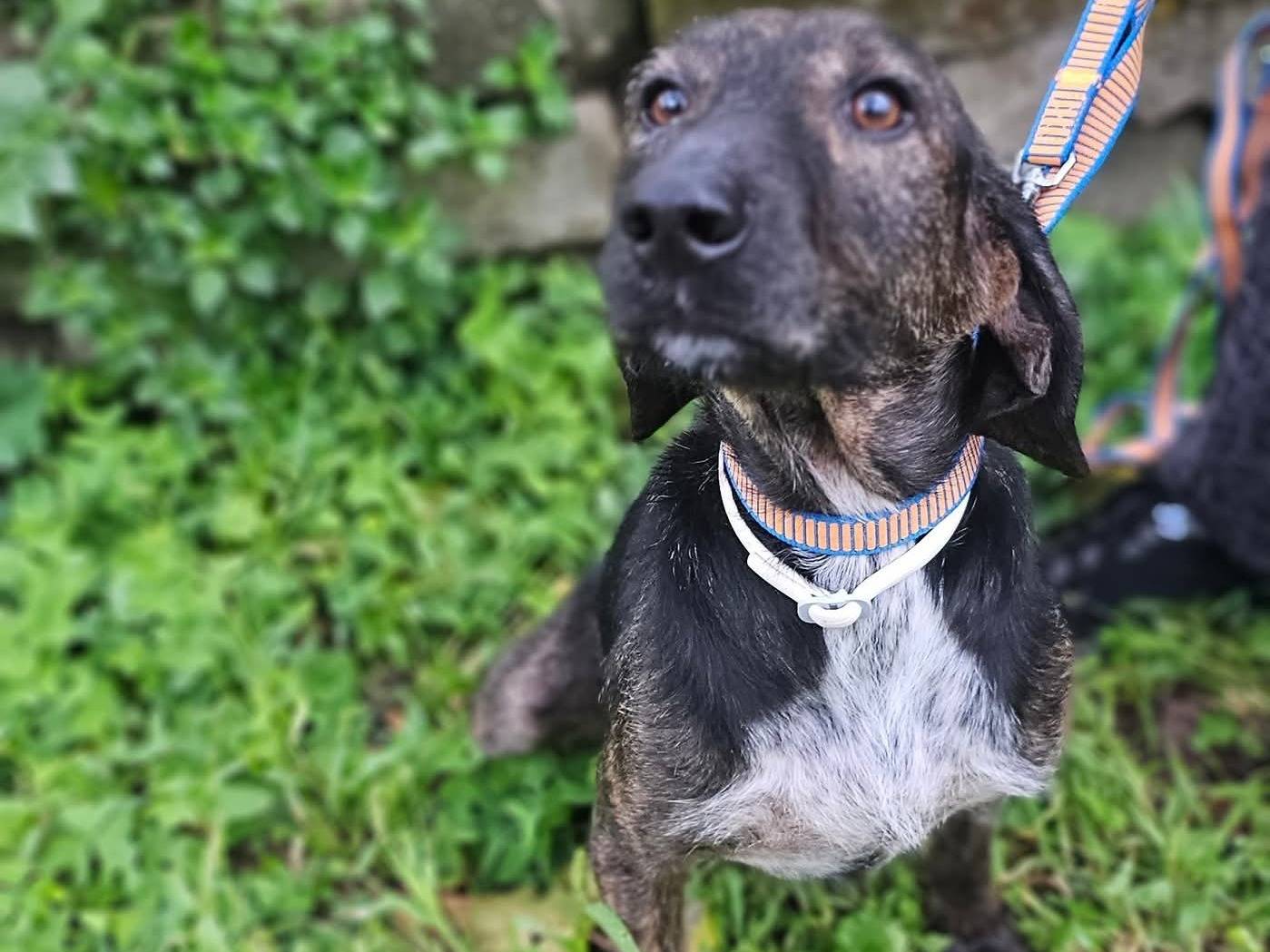 Adozione cane, maschio, Segugio Razza sconosciuta, 3 anni e 8 mesi, taglia media contenuta, Avellino