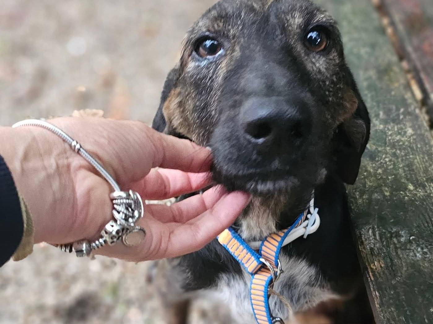 Adotta un cane, maschio, 3 anni e 8 mesi, Avellino