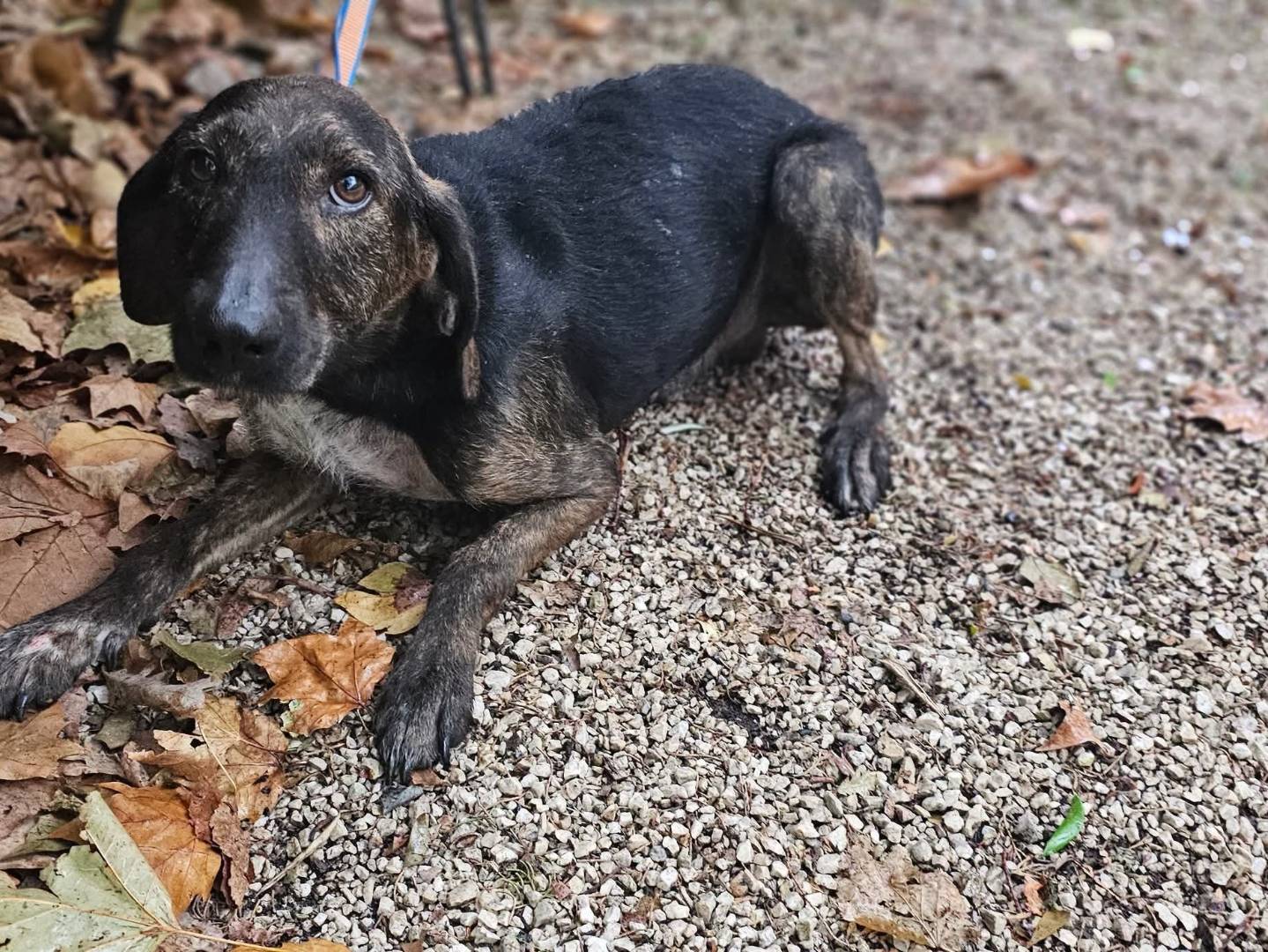 Adotta un cane, taglia media contenuta, maschio, Avellino