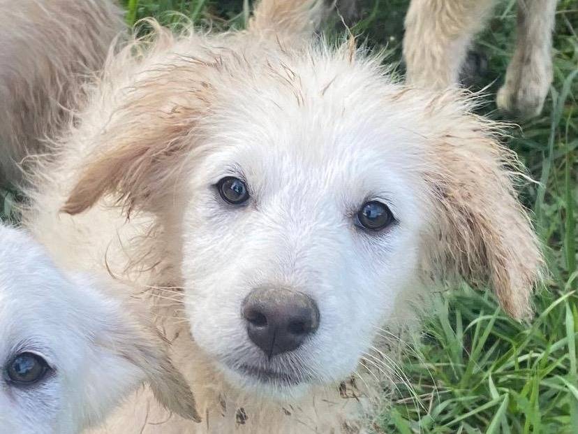 Adozione cane, femmina, Razza sconosciuta Razza sconosciuta, 4 mesi, taglia media, Avellino