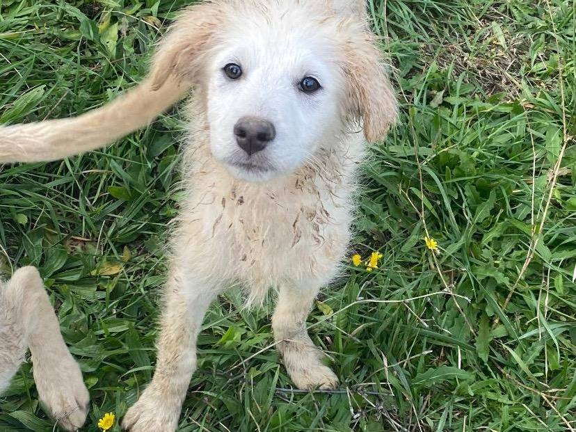 Adotta un cane, femmina, 4 mesi, Avellino