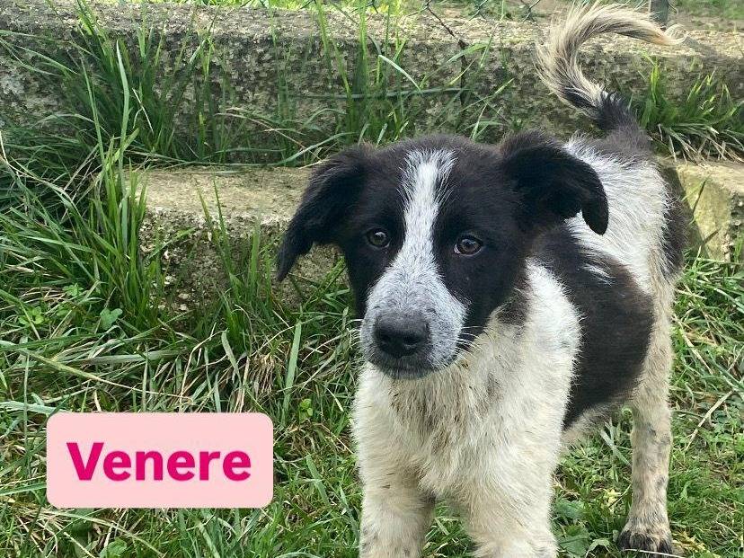 Adozione cane, femmina, Razza sconosciuta Razza sconosciuta, 4 mesi, taglia media, Avellino