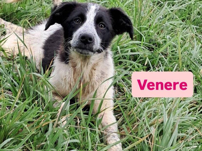 Adotta un cane, femmina, 4 mesi, Avellino