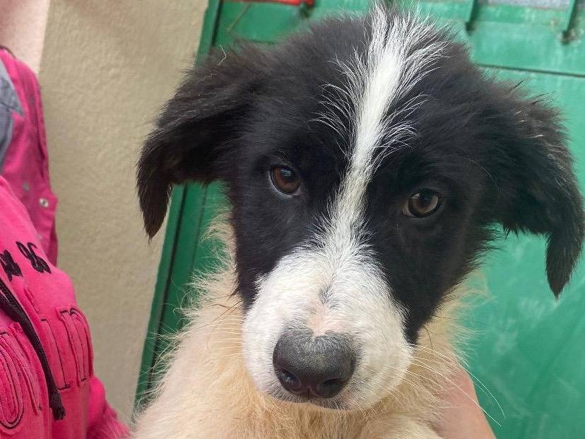Adozione cane, maschio, Razza sconosciuta Razza sconosciuta, 4 mesi, taglia media, Avellino