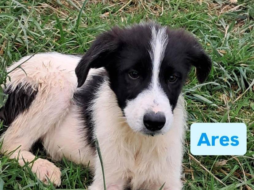Adotta un cane, maschio, 4 mesi, Avellino