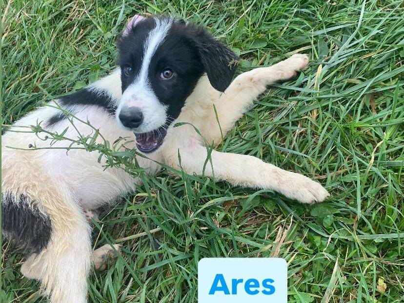 Adotta un cane, taglia media, maschio, Avellino