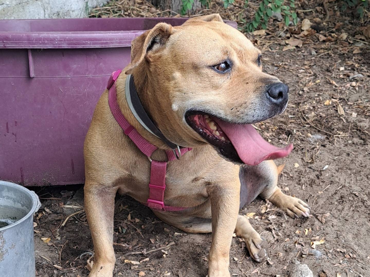 Adotta il cane DAVID a Caserta