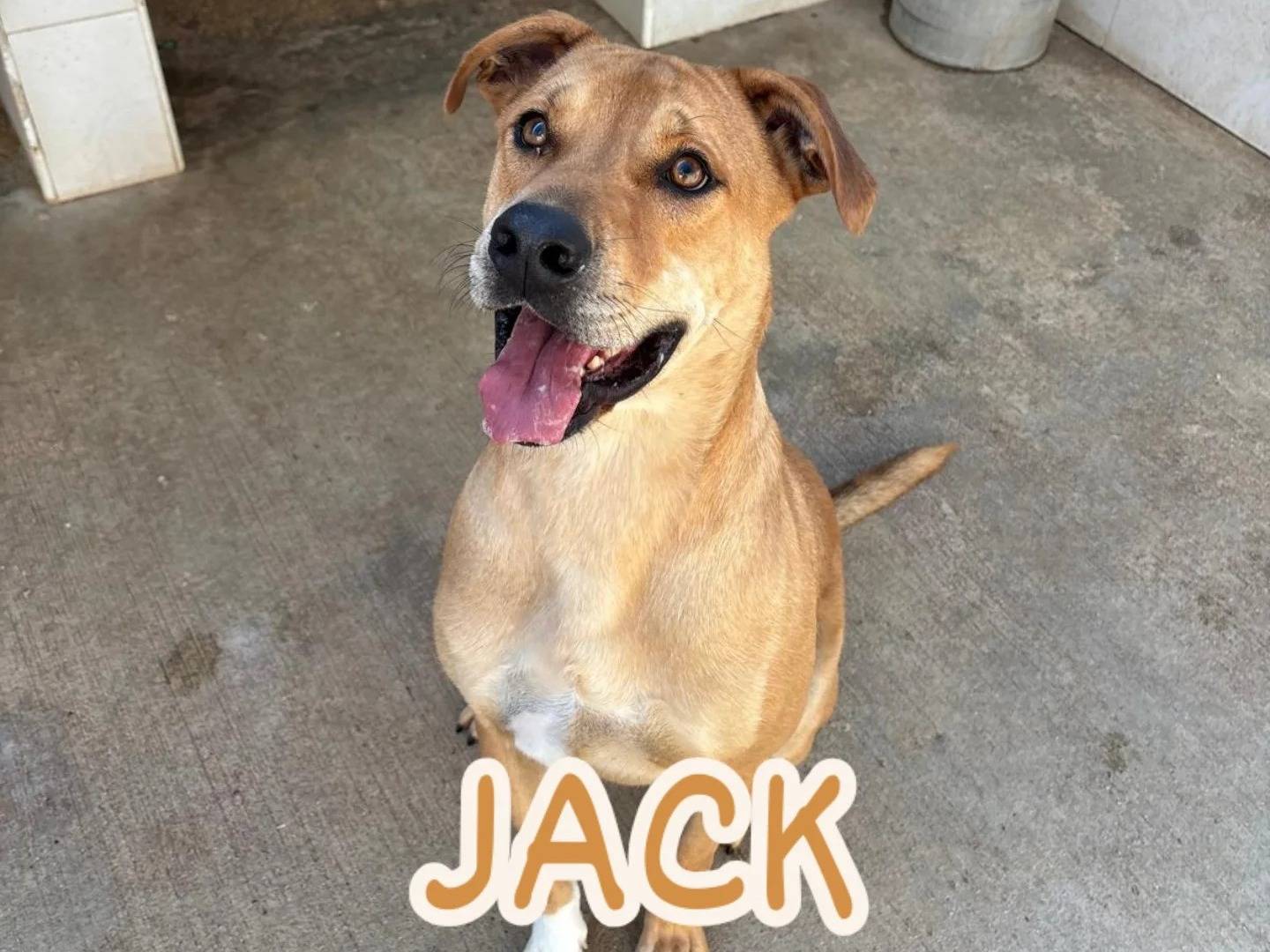 Adozione cane, maschio, American Staffordshire Terrier Razza sconosciuta, 2 anni e 8 mesi, taglia media, Caserta