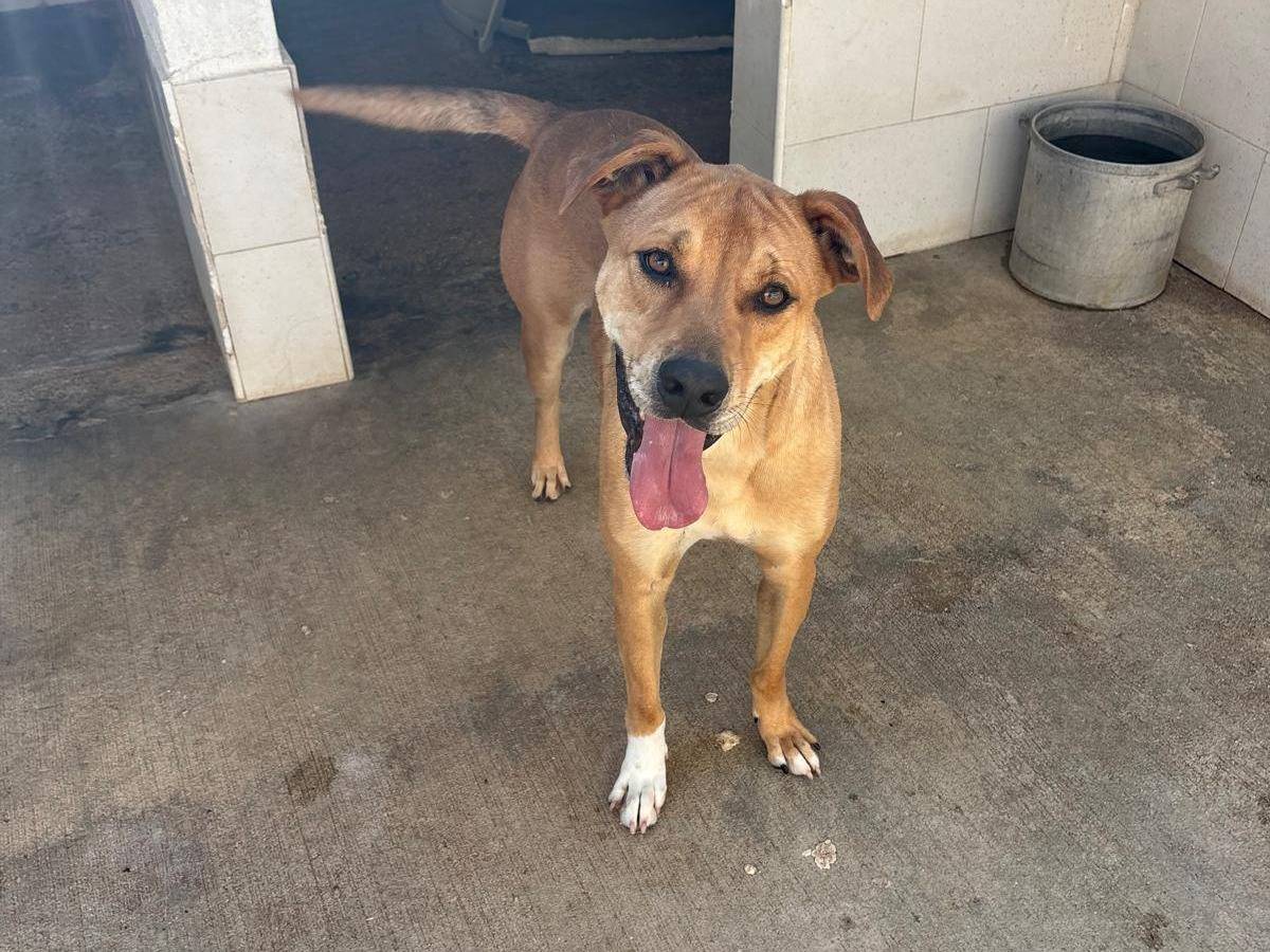 Adotta il cane jack a Caserta