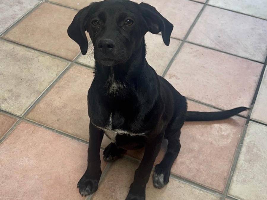 Adotta il cane Mora  a Reggio