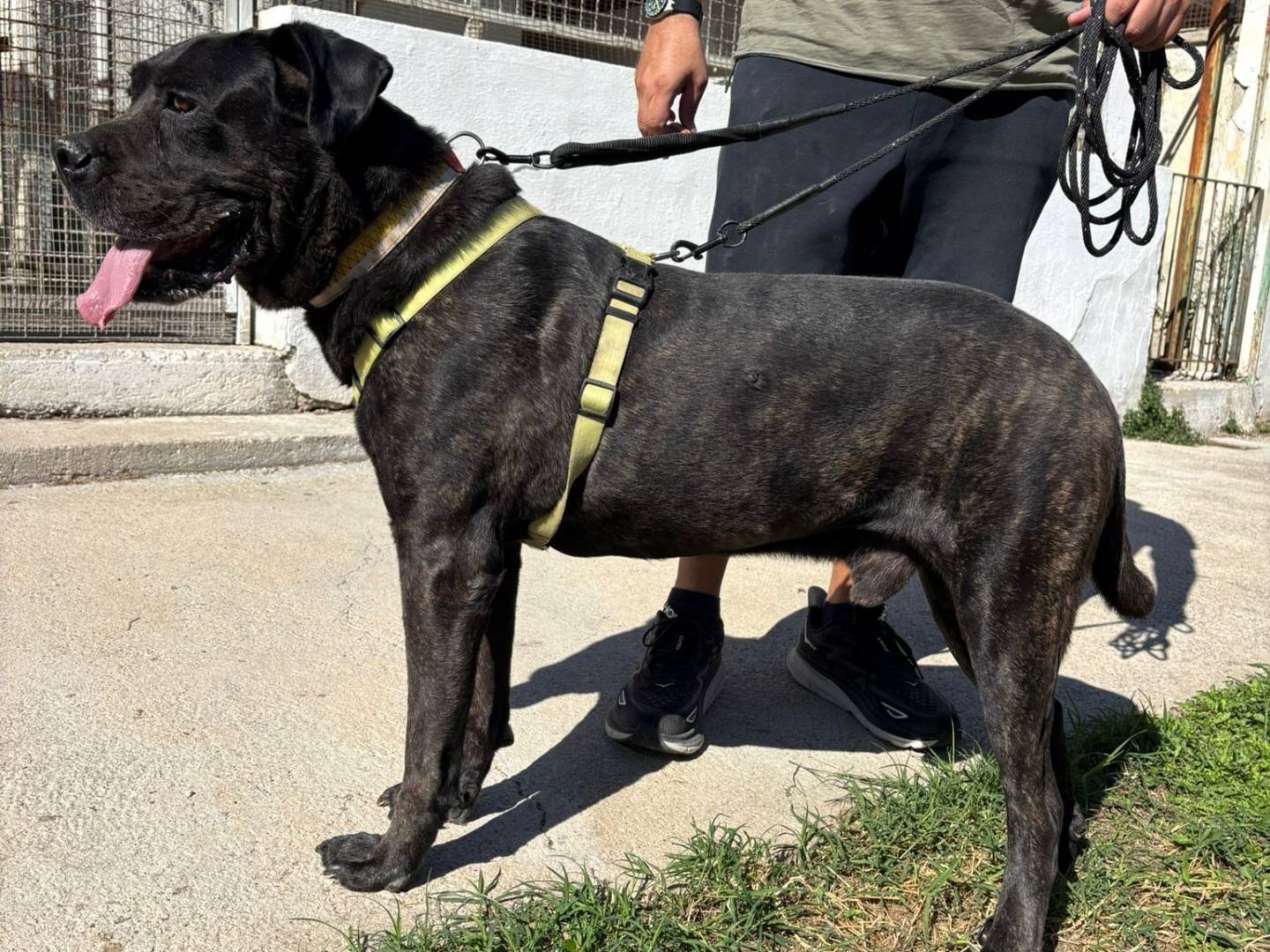 Adotta un cane, maschio, 4 anni e 4 mesi, Caserta