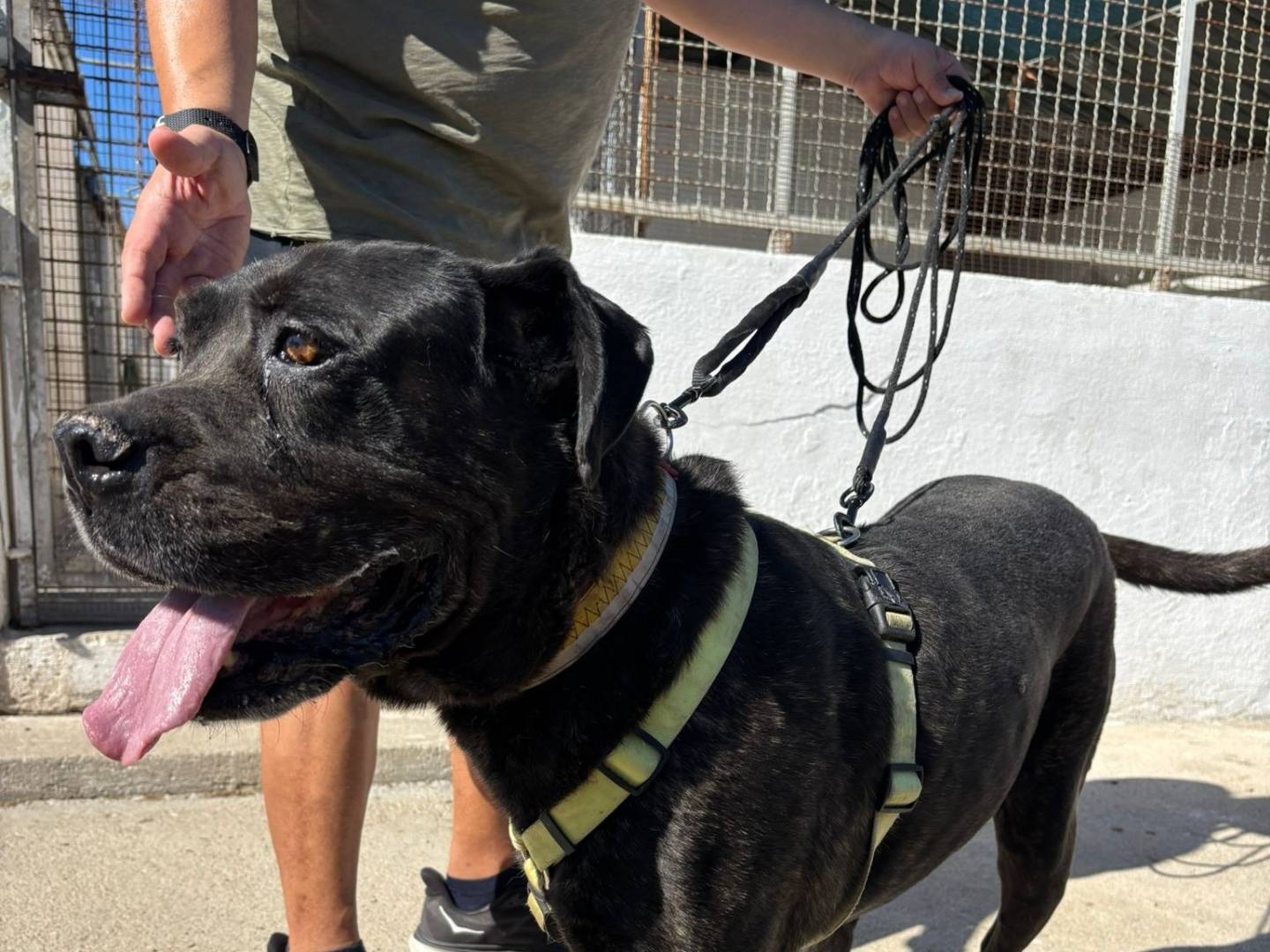 Vuoi adottare un cane a Caserta?