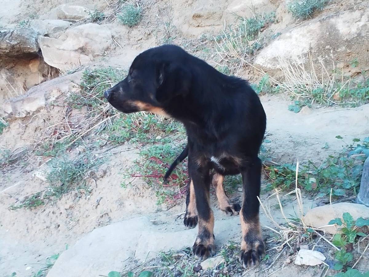 Adotta il cane BRANDO a Siracusa