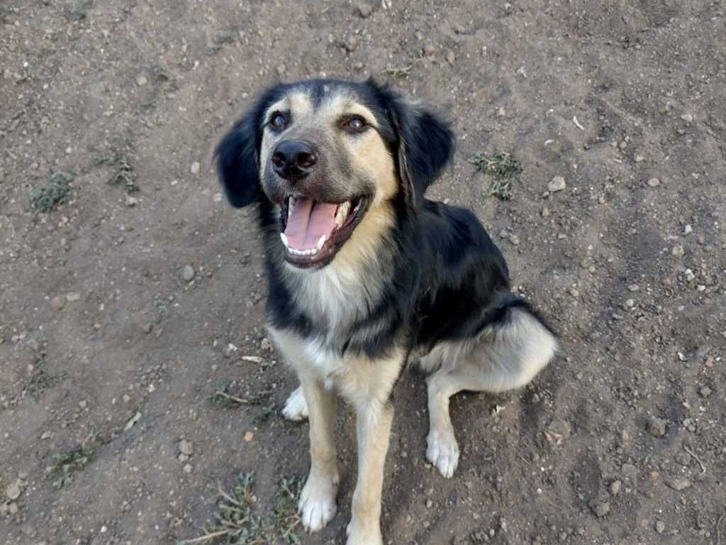 Adozione cane, maschio, Razza sconosciuta Razza sconosciuta, 5 mesi, taglia media, Siracusa