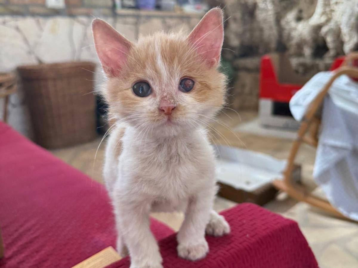 Adozione gatto, maschio, Razza sconosciuta Razza sconosciuta, 2 mesi, taglia non valida, Siracusa