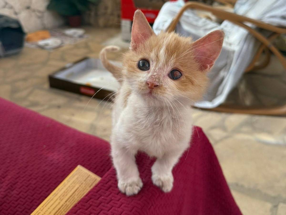 Adotta un gatto, taglia non valida, maschio, Siracusa